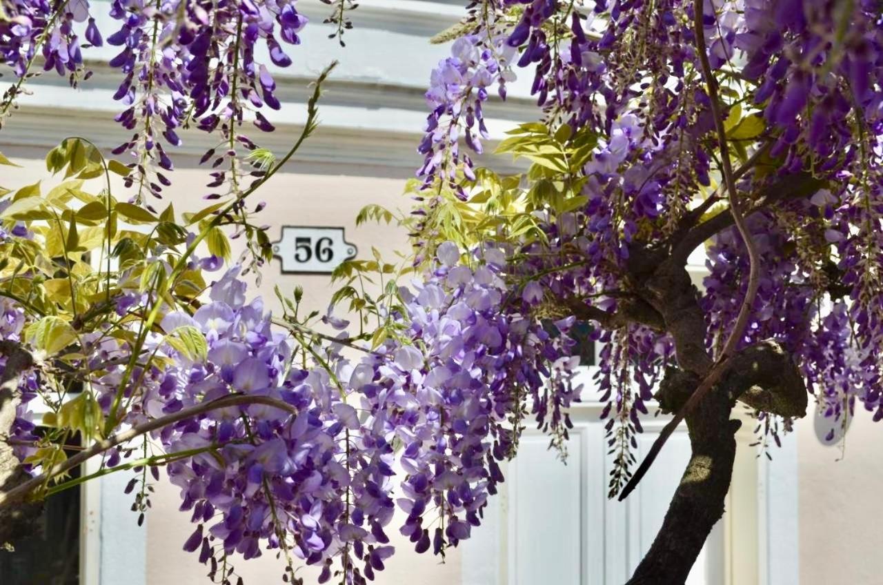 Wisteria Bed and Breakfast Fontainebleau Eksteriør billede